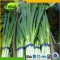 low price for fresh green Chinese onion manufacturer BRC